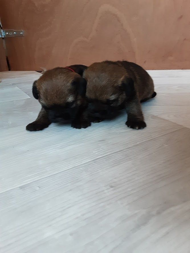 chiot Border Terrier Pietra Bianca